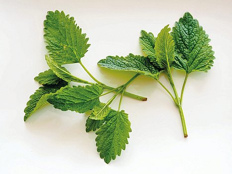 Zitronenmelisse Blatt