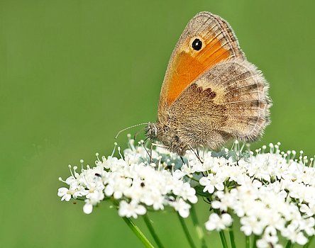 Kleines Wiesenvögelchen auf Schafgarbe