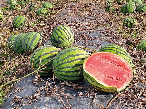 Wassermelone am Feld