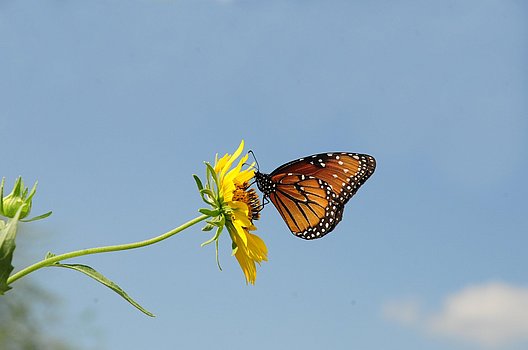 Monarchfalter auf Blume