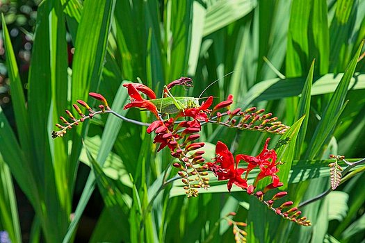 Heuschrecke auf Blume