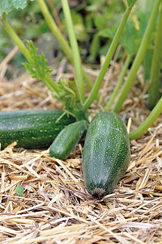 Zuchini auf Stroh