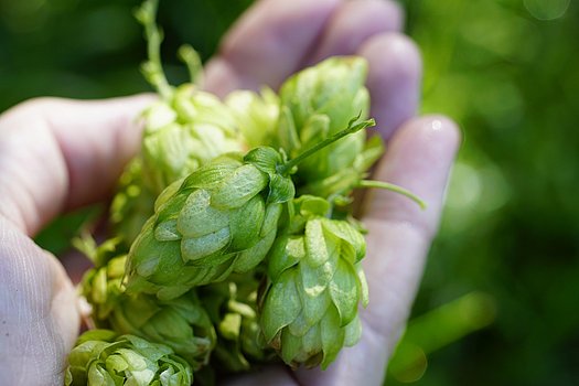 Hopfen auf Hand