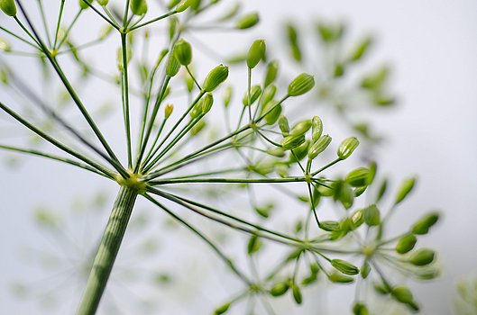 Dill Blüte