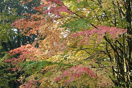 japanischen Schlitzahorn