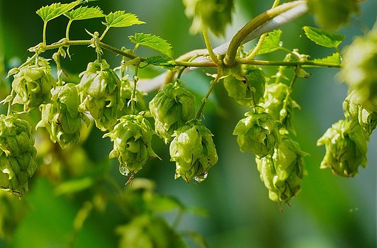 Hopfen auf Kletterpflanze