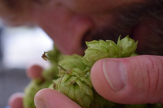 riechen Hopfen