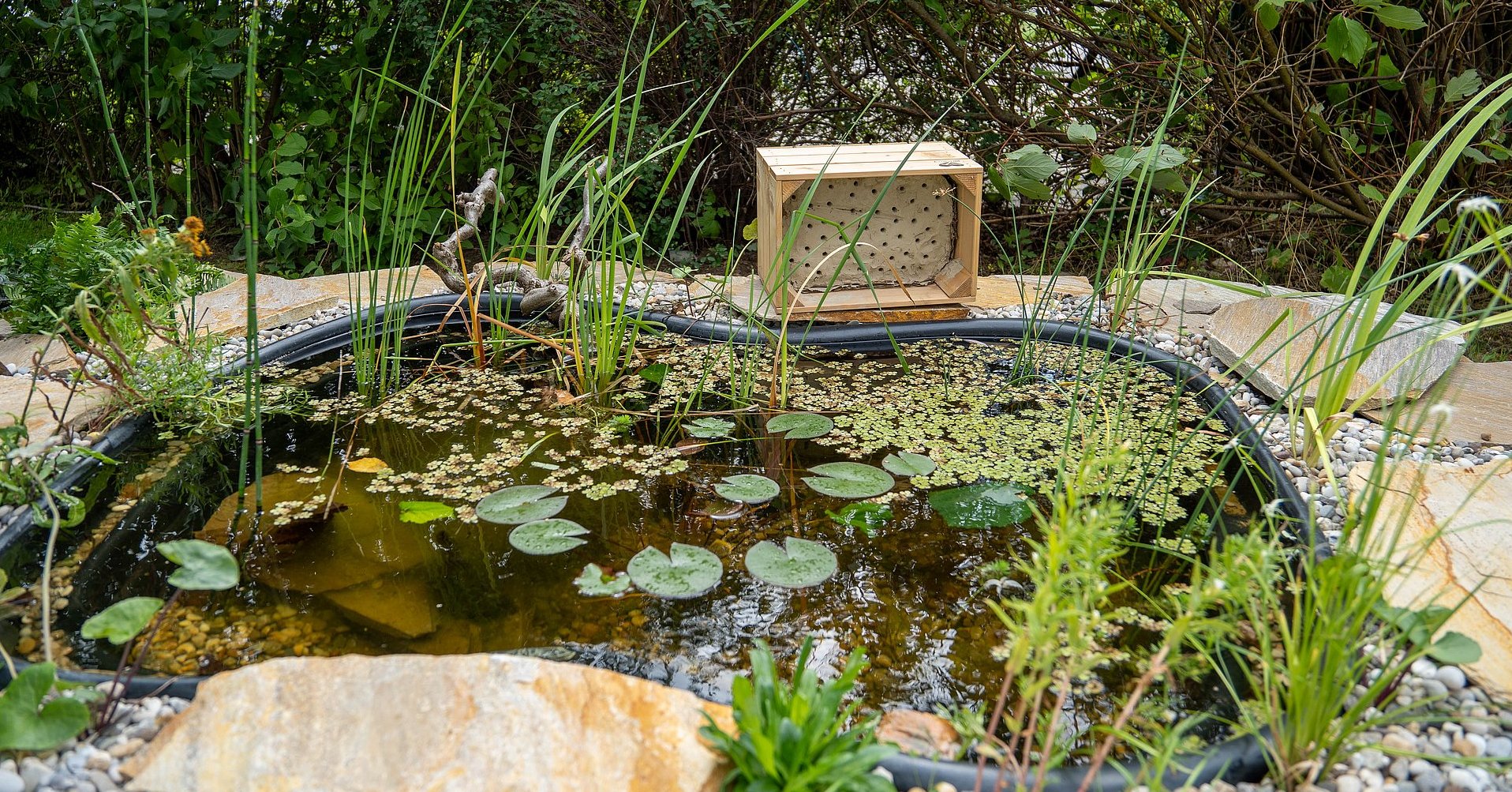 Lebensraum Wasser Gartenteich als Biotop