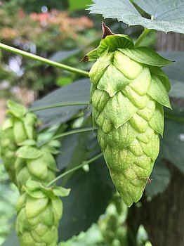 Hopfendolde