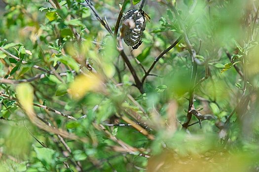 Wildwespen