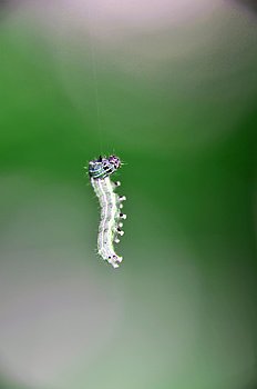 Raupe auf Faden