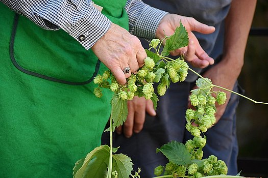 Hopfenernte