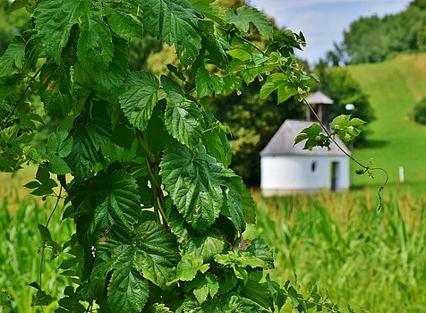 Hopfenanbaugebiet