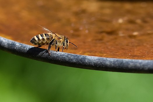 Wsserstellen für Insekten