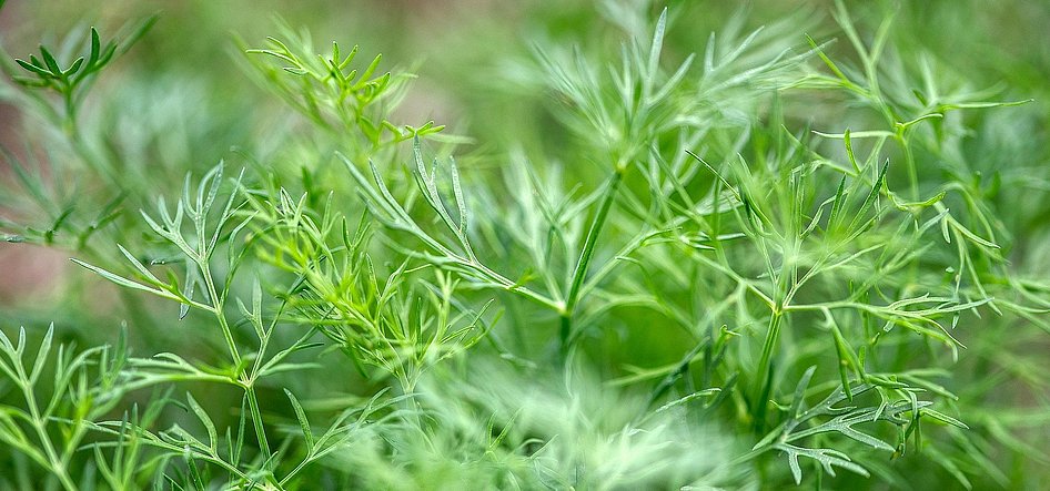 Dill Pflanze