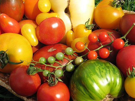 Tomaten Vielfalt