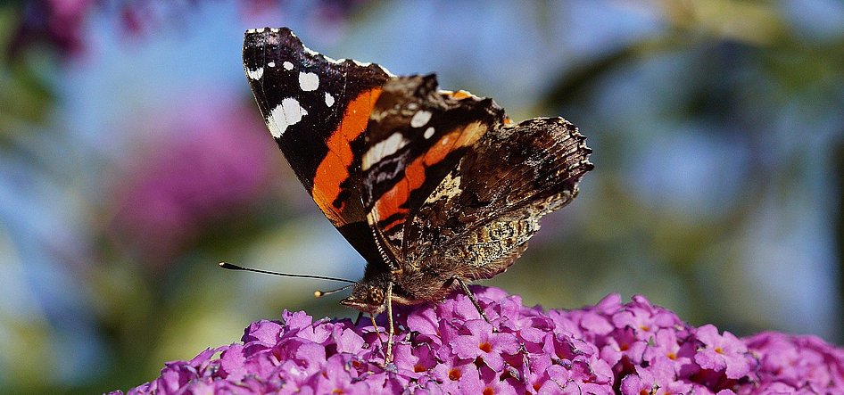 Admiral auf Sommerflieder