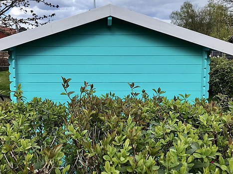 Kirschlorbeerhecke im Garten