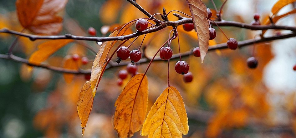 Herbst wilde Kirsche