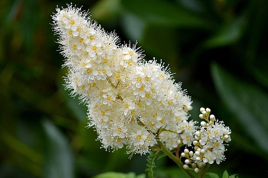 Kirschlorbeer Blüte