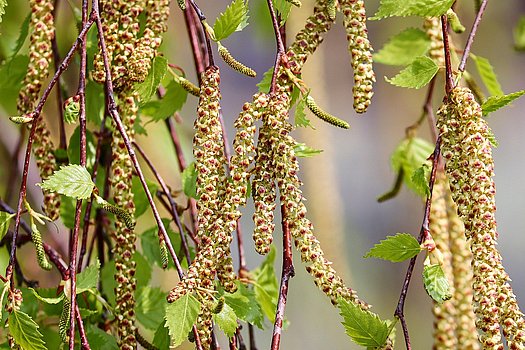 Birkenblüte