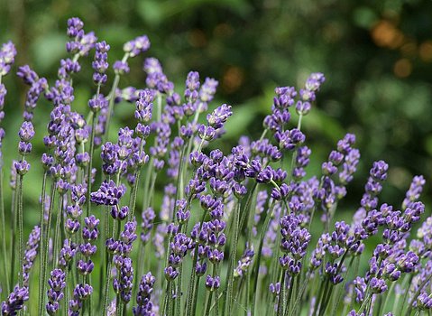 Lavendel