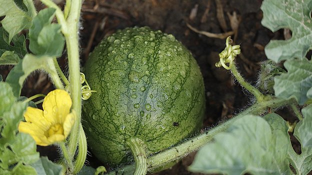 Wassermelone im Garten