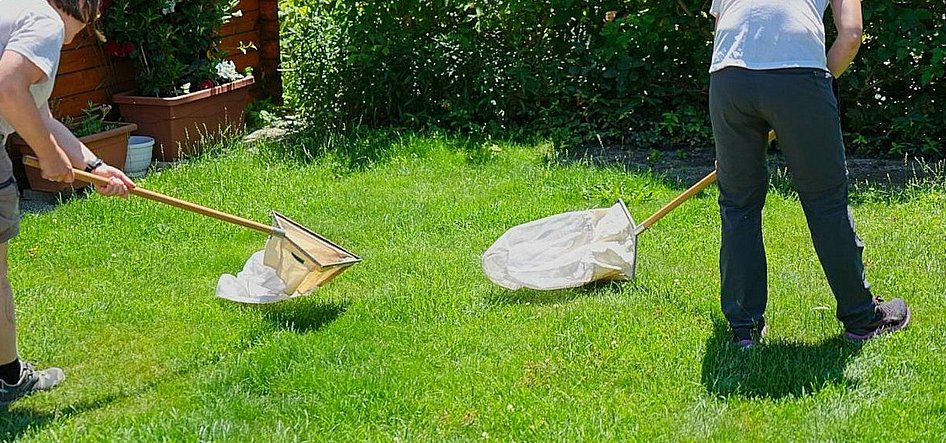 Insekten sammeln mit Kescher