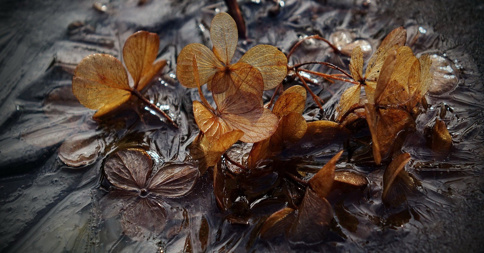 Gartenteich fit und gesund durch den Winter