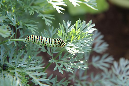 Schwalbenschwanz Raupe
