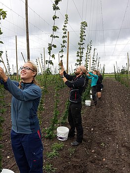 Hopfen Ernte