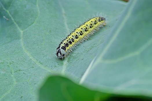 Kohlweißling Raupe